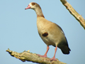 Egyptian Goose